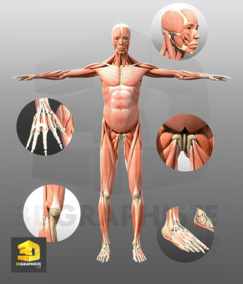 Illustration 3D corps humain - Muscles - Visualisation 3D de l'Anatomie