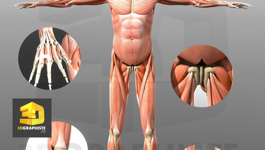 Le corps humain 3d graphiste - Visualisation 3D de l'Anatomie