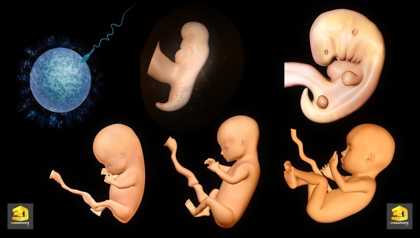 Illustrateur medical foetus grossesse