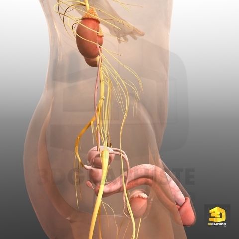 appareil urinaire de l'homme - illustration 3d