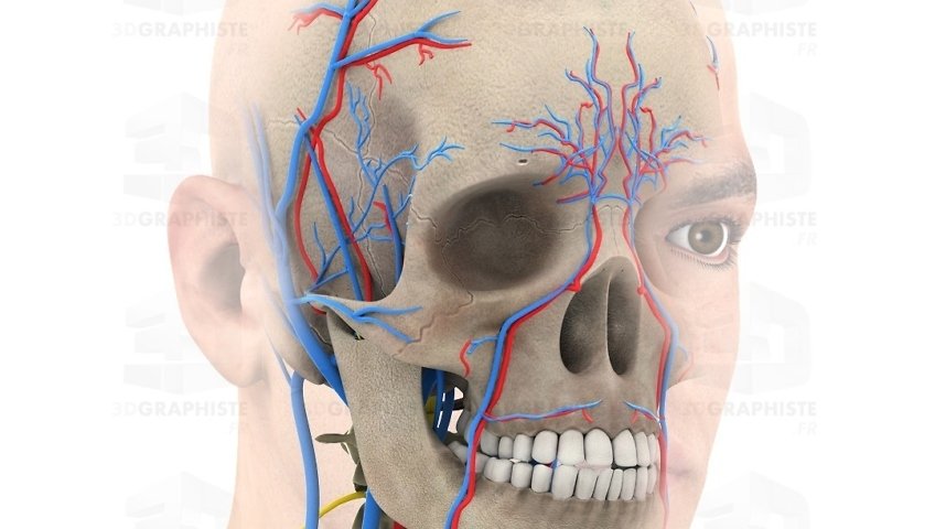 systeme nerveux facial - infographie 3D