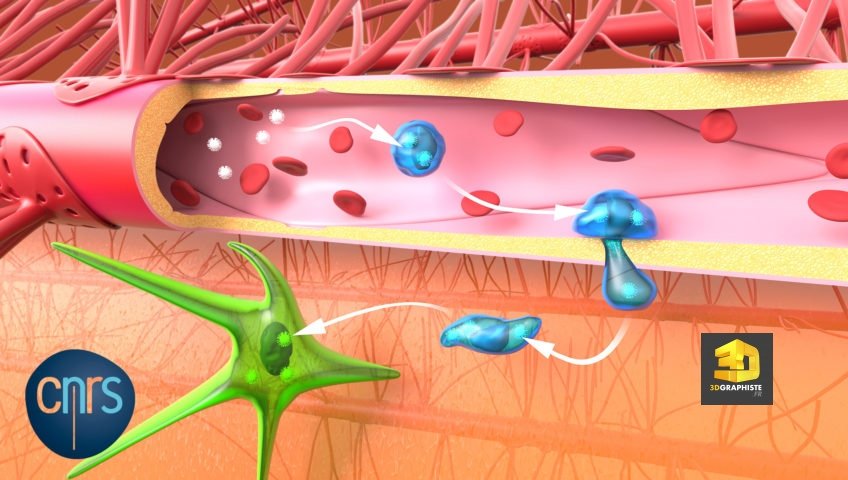 illustration médicale virus Zika - illustrateur freelance